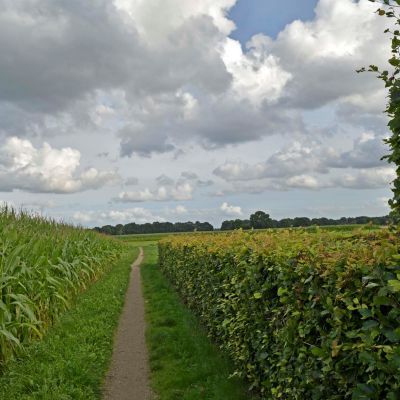 2016. Verontwaardiging over rooien bomen plan Molenschot
