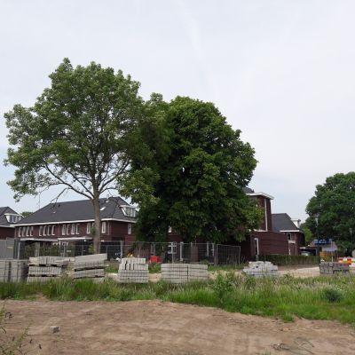 2017. Bomen Jan Lievenslaan worden toch gerooid