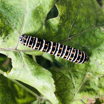 Rups van de Koninginnepage