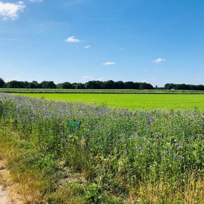 Geadopteerde bloemranden bloeien