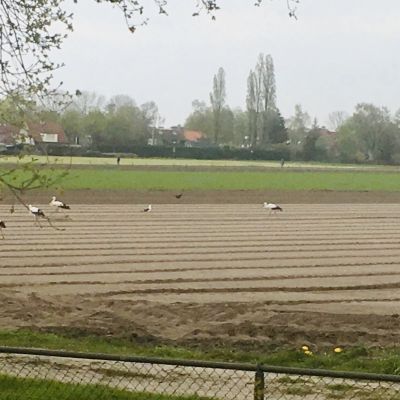 Ooievaars bezoeken vandaag de Eng