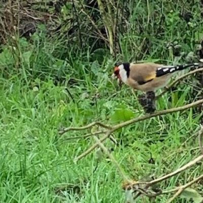 Putters gek op zaden uit bloemenranden