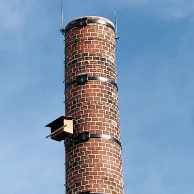 De jonge torenvalken worden geringd