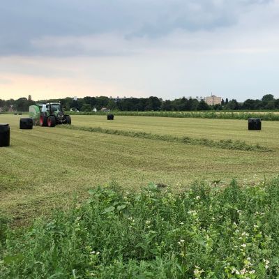 De luzerne wordt gemaaid voor de bloei