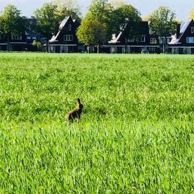 Rammelende hazen de winterrogge