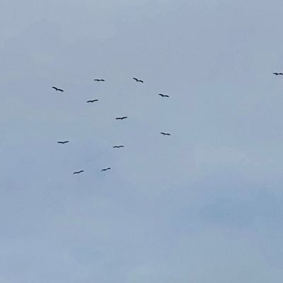 Ooievaars hoog in de lucht