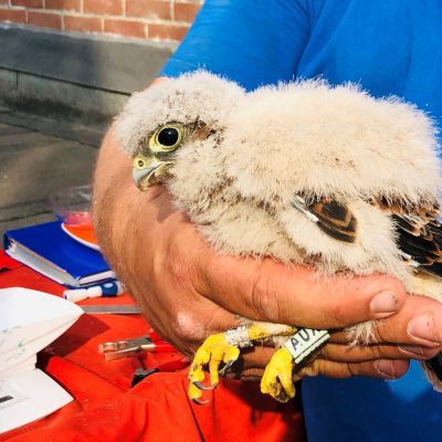  Jonge torenvalken zuivelfabriek geringd