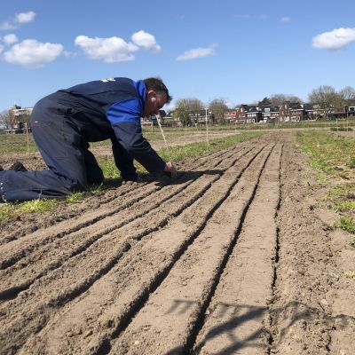De voorbereidingen: wortels en uien van eigen bodem