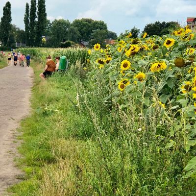 Een uitstekende zomer voor zonnebloemen