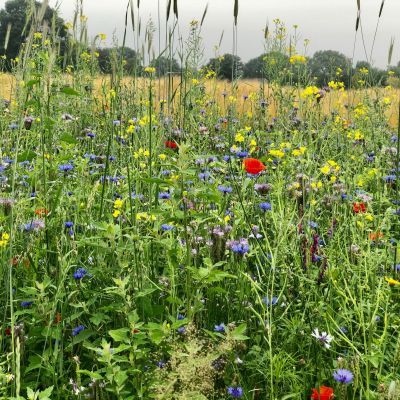 Van bloemen tot vossen op klaarlichte dag