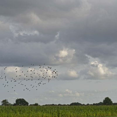 Veel belangstelling voor wandelingen over de Eng