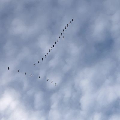 Bijzondere vogels ook in januari