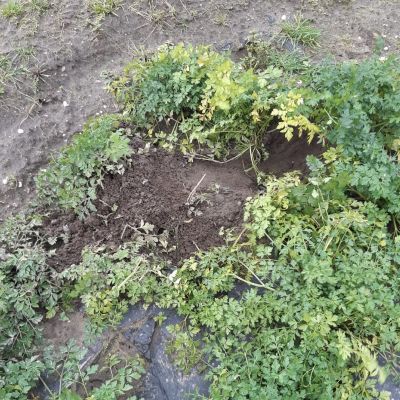 Hazen op de nog kale Eng