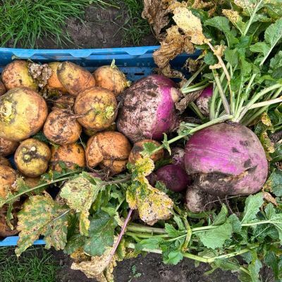 De goudgele Soesterknollen worden geoogst