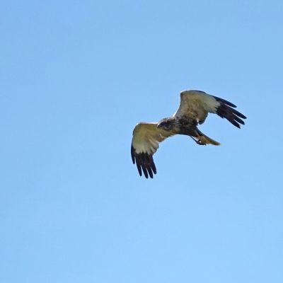 De bruine kiekendief houdt van een Eng-muisje