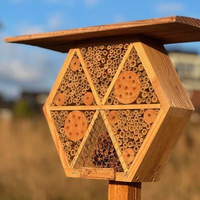Wilde bijen belangrijk voor biodiversiteit