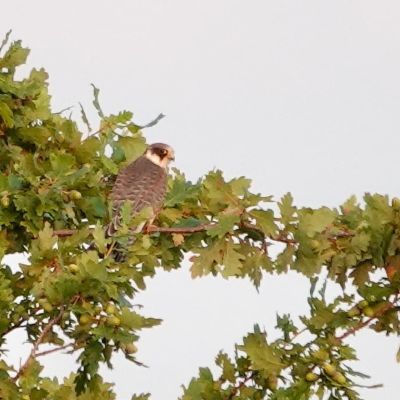 Zeldzame roodpootvalk is graag op de Eng