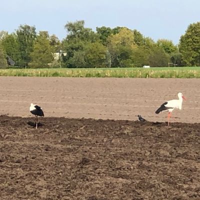 Een koppeltje ooievaars op bezoek