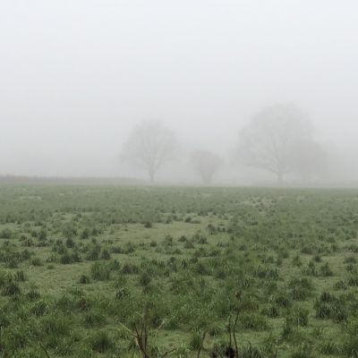 Mist zorgt voor bijzondere sfeer