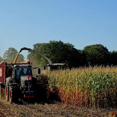 Maisoogst weken eerder vanwege droogte