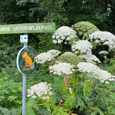 Reuzenberenklauw gespot; maar niet echt welkom