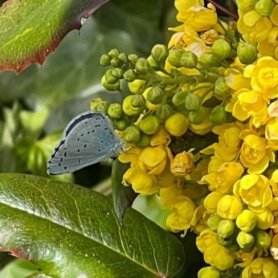 Eerste generatie boomblauwtjes vliegt rond