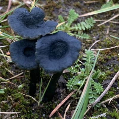 Blauwgroene trechtertjes gesignaleerd op de Eng
