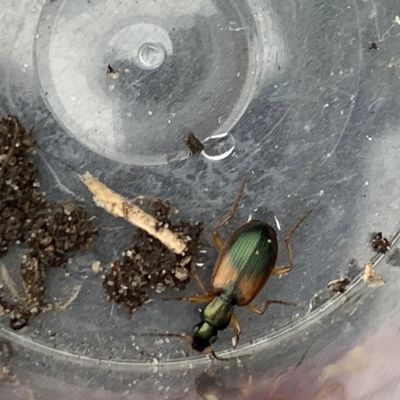 Snelle kever aangetroffen
