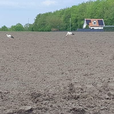 Ooievaars zoeken maaltje