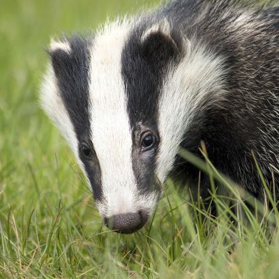 Fototentoonstelling van dieren in Utrechtse Heuvelrugtuinen