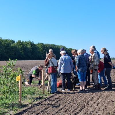 De zonnebloemzaden worden geplant
